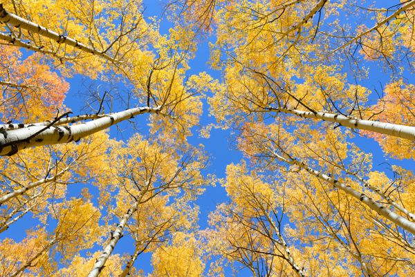چکیده از درخت گوزن طلایی در آسپن منطقه بیابانی برفی ماسه کلرادو