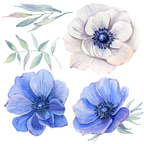 گل های آبرنگ Handpainted مجموعه ای به سبک پرنعمت مناسب برای کارت های تبریک دعوت عروسی روز تولد و روز مادران کارت تصویر آبی رنگ گیاه شناسی جدا شده است