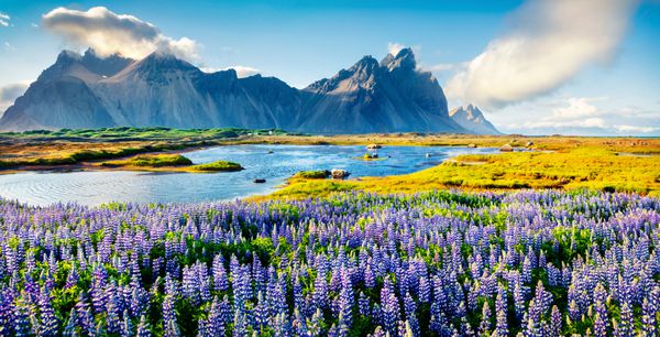 گل های لوپین را در گل سرخ Stokksnes گل می کند پانورامای تابستانی رنگارنگ ساحل جنوب شرقی ایسلندی با Vestrahorn کوه بتمن ایسلند اروپا سبک هنری پست پردازش شده است
