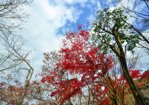 مناظر پاییز با درختان افرا در زیر آسمان آبی در کیوتو ژاپن