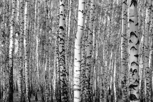 پس زمینه جنگل توس عکس سیاه و سفید