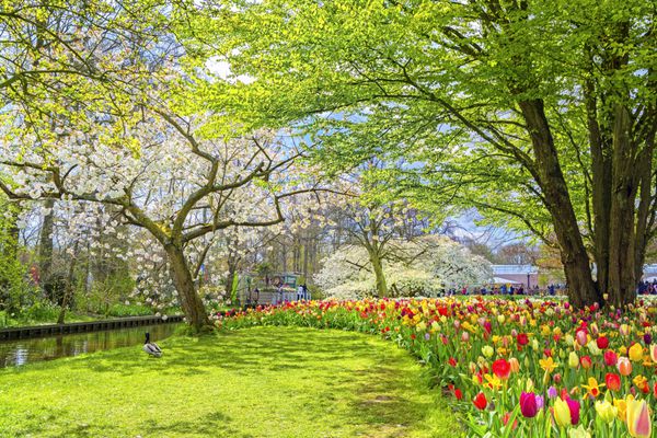 چشم انداز بهار زیبا با درختان گیلاس شکوفه و گل ها مناظر بیرونی در هلند در روز آفتابی
