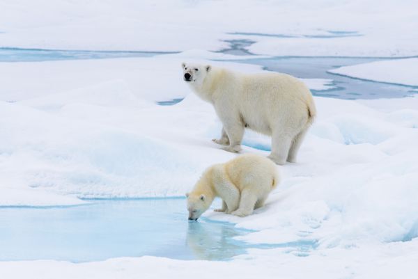 خرس قطبی Ursus maritimus مادر و نوزاد در یخ بسته در شمال اسلوبدار قطب شمال نروژ