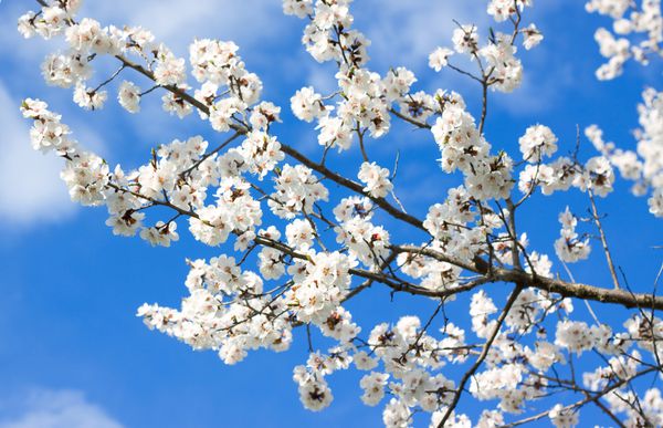 شکوفه های سفید بهاره در برابر آسمان آبی