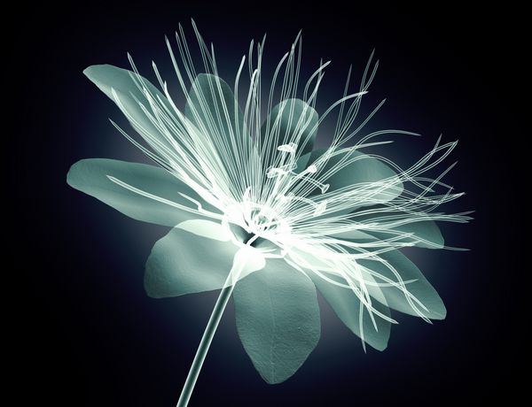 تصویر اشعه ایکس از یک گل جدا شده بر روی سیاه و سفید تصویر پرنده گل 3D