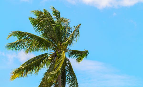 برگ سبز کاکا در پس زمینه آبی برگ درخت نخل و عکس آبی آسمان ابری قالب بنر بهشت ​​گرمسیری تاج گل نخل نارگیل با برگ های زیبا تعطیلات ساحلی جزیره عجیب و غریب