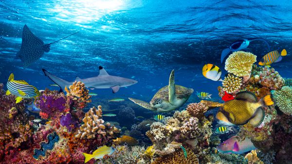 چشم انداز صخره های مرجانی زیر آب 16 تا 9 پس زمینه در اقیانوس آبی عمیق با ماهی های رنگارنگ و زندگی دریایی