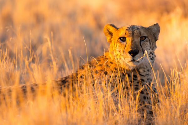 یوزپلنگ در پارک ملی Etosha بزرگترین ذخایر حیات وحش در نامیبیا