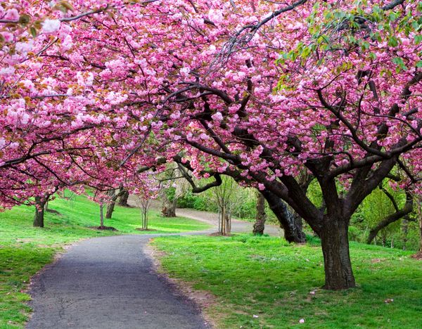 گیلاس شکوفه
