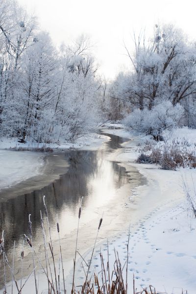 رودخانه یخ زده Psel و درختان یخ زده صحنه خوب برای تصاویر پس زمینه مفهوم طبیعت