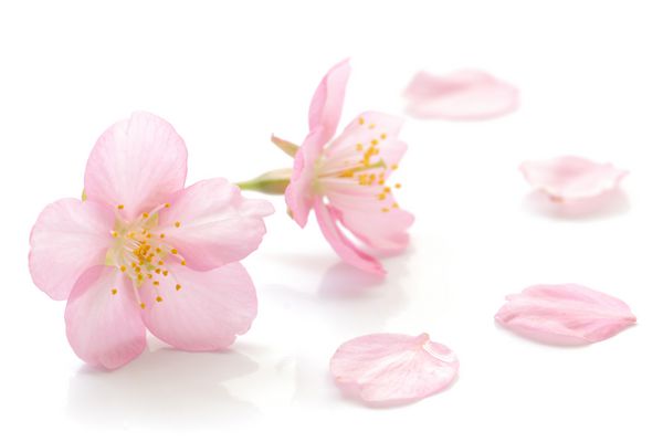 شکوفه گیلاس ژاپنی و گلبرگ