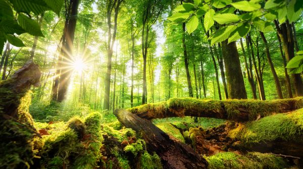 مناظر جنگل سبز با خورشید ریختن پرتوهای زیبا از طریق شاخ و برگ چوب الوار در پیش زمینه