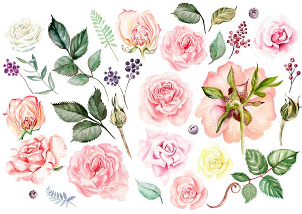 آبرنگ مجموعه ای با گل رز جوانه برگ و توت است تصویر