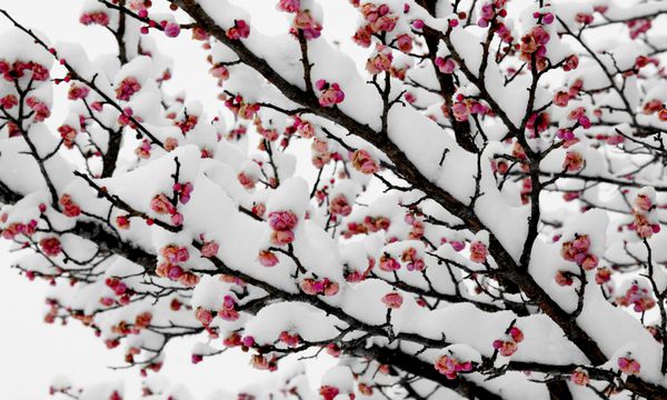 شکوفه گیلاس در برف