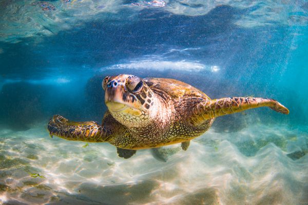 تورهای دریایی دریای سبز هاوایی در معرض خطر در آب های گرم اقیانوس آرام در هاوایی