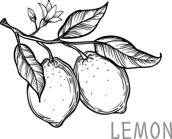طرح درخت درخت لیمو تصویر برداری دست کشیده شده تصویر