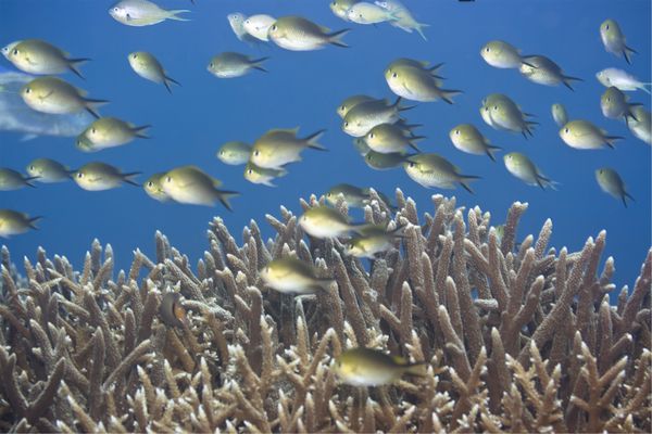 چشم انداز زیر آب با مدرسه از Chromis طلایی Chromis ternatensis مالدیو اقیانوس هند ادو آولول