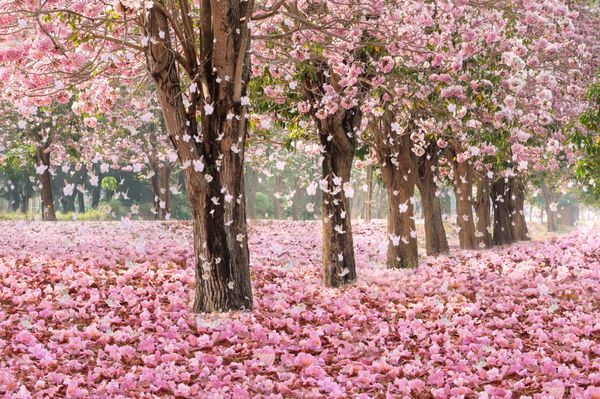 تونل عاشقانه از درختان گل صورتی با گلبرگ های در حال سقوط زمین
