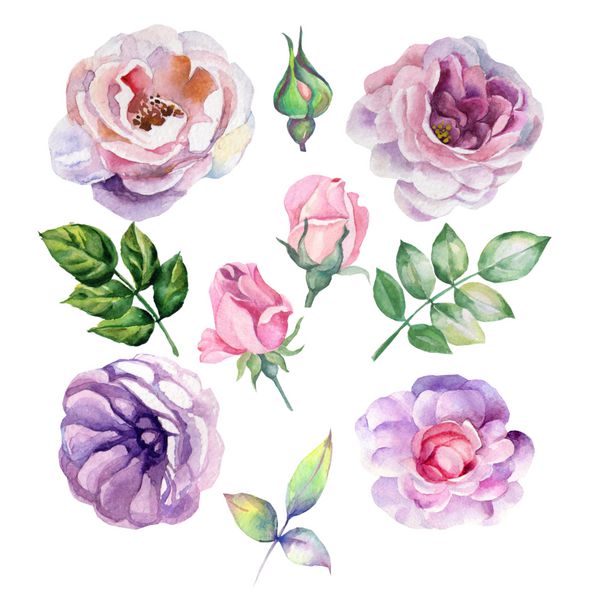 مجموعه آبرنگی از گلهای رز سوت
