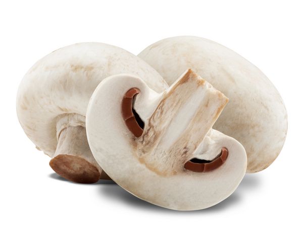 قارچ قارچ در پشت زمینه سفید