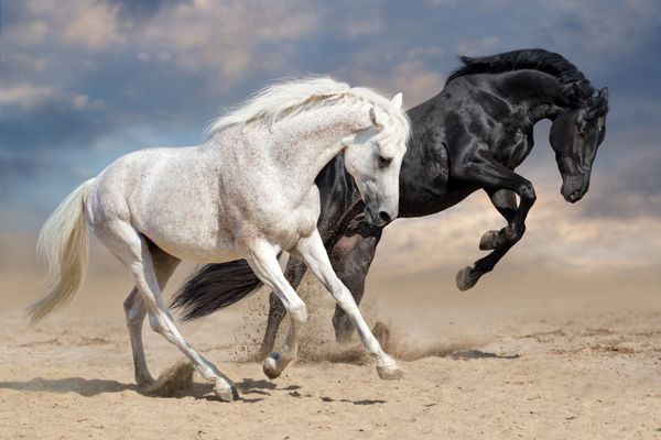 اسبهای سیاه و سفید در گرد و غبار بیرونی اجرا میشوند
