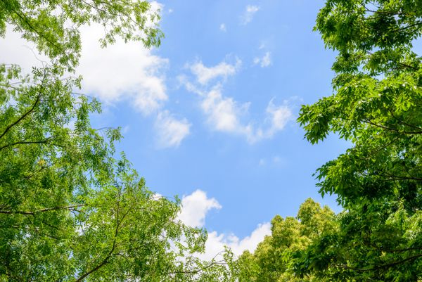 درختان تازه سبز و آسمان آبی و ابرها