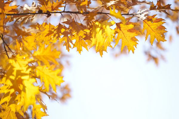پاییز رنگارنگ پس زمینه را در یک روز آفتابی برگزار می کند