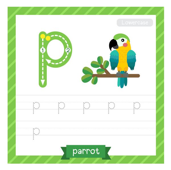 Letter P کوچکترین ردیابی کارنامه با طوطی برای بچه ها یادگیری برای نوشتن تصویر برداری