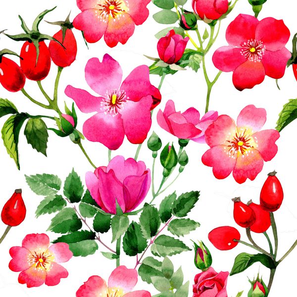 گل گل گل گل گل الگوی در یک سبک آبرنگ جدا شده است نام کامل گیاه rosa arkansana Aquarelle گل وحشی برای پس زمینه بافت الگوی بسته بندی شده قاب یا مرز