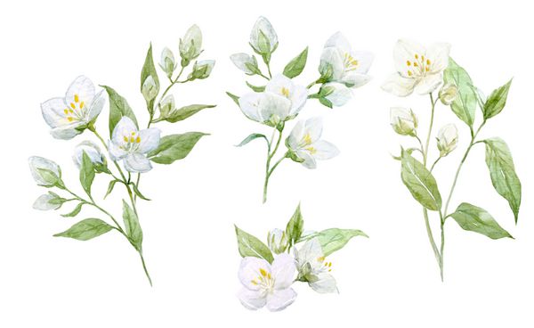 مجموعه آبرنگ مجموعه گل یاس شاخه و برگ اشیاء جدا شده در پس زمینه سفید
