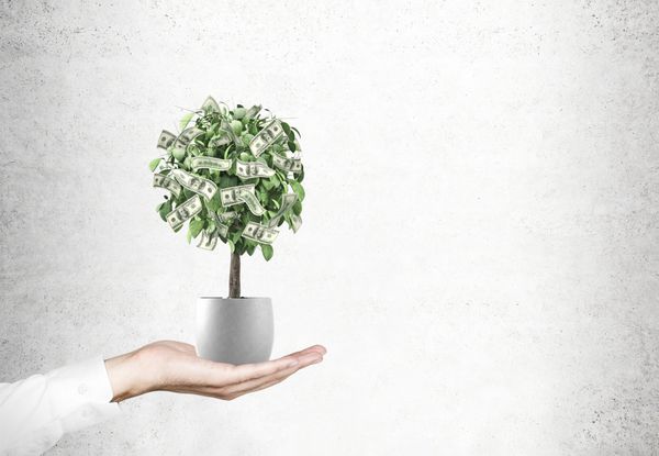 یک درخت کوچک در یک گلدان سفید توسط یک تاجر در یک اتاق با دیوارهای بتنی برگزار می شود صورت حساب های دلاری در حال رشد است مدل آزمایشگاهی ماکت