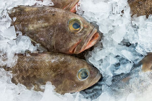 انواع ماهی های تازه خام تازه یخ زده در بستر یخ سرد در بازار غذاهای دریایی