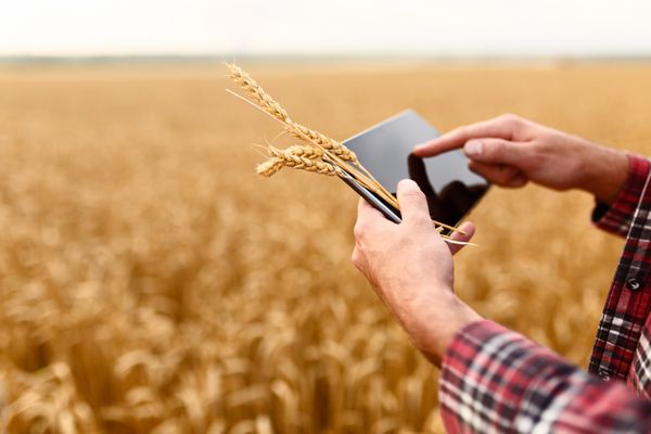 کشاورزی هوشمند با استفاده از فن آوری های مدرن در کشاورزی کشاورز کشاورز مرد با کامپیوتر قرص دیجیتال در گندم با استفاده از برنامه ها و اینترنت تمرکز انتخابی