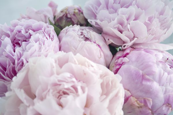 دسته گل تازه ای از گل های رز گل صد تومانی گلدار صورتی تصویر زمینه گل گلدان کارت برای دعوت عروسی با صورتی صورتی تنظیم شده است