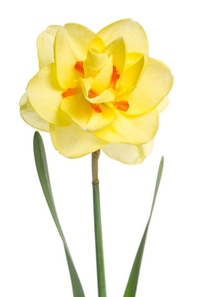 تک گل گل داودی زرد جدا شده بر روی زمینه سفید