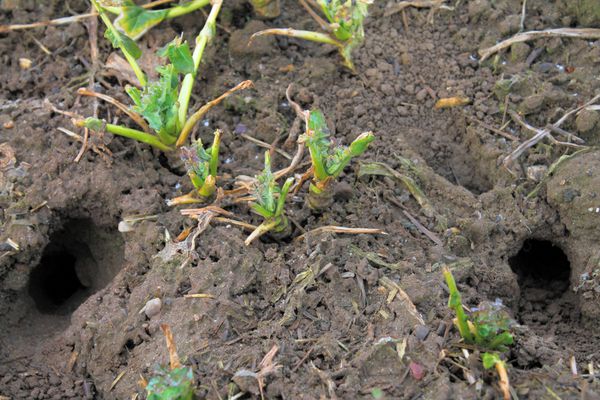 گیاهان کلزا که توسط موش و موش ها سوراخ شده در خاک می خورند