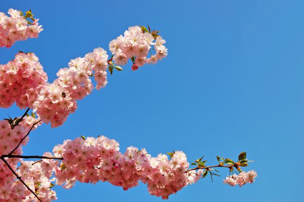 گل های شاخه های درخت گیلاس ژاپنی در برابر یک آسمان آبی روشن