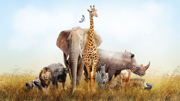 گروه بزرگی از حیوانات آفریقایی آفریقایی با هم در یک صحنه از چمنزارهای کنیا ترکیب شده اند