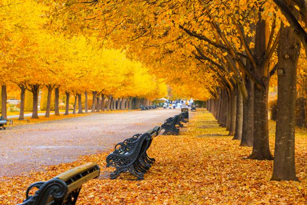 Beautiful scenery of tree lined avenue with benches in regent