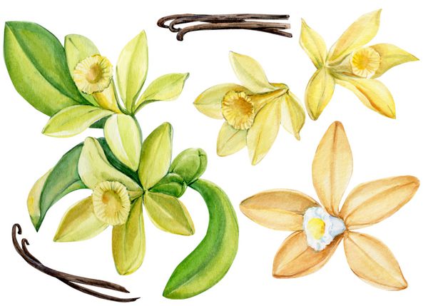 مجموعه گل وانیل آبرنگ طراحی دست تصویر گیاه شناسی
