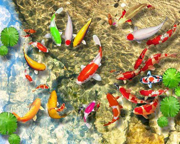 پوستر دیواری ماهی های رنگارنگ در آب