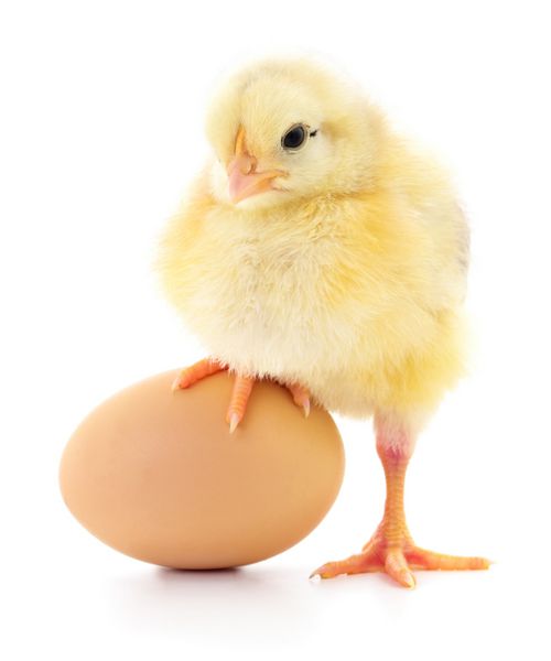 مرغ و تخم مرغ جدا شده بر روی زمینه سفید