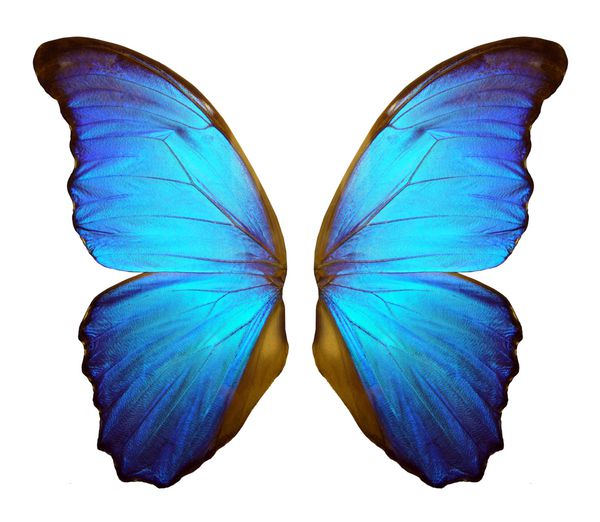 بال پروانه مورفو بال مورفو جدا شده بر روی زمینه سفید