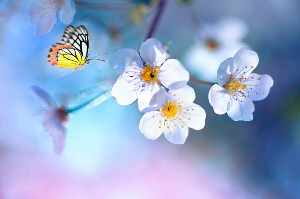 پروانه زیبا رنگی در پرواز و شعبه درخت سیب گلدار در بهار در طلوع آفتاب در نور آبی و صورتی شگفت انگیز زیبا طبیعت تصویر هنری در بهار