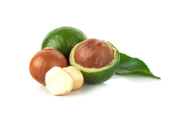 مهره Macadamia در پس زمینه سفید