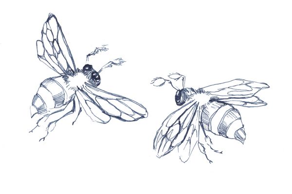جوهر مهره دست کشیده شده تصویر دو تصویر متحرک پرواز تصویری تصویر برداری از دو زنبور عسل جدا شده بر روی زمینه سفید