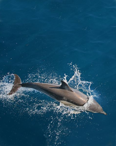 دلفین جهش در وحشی نیوزیلند