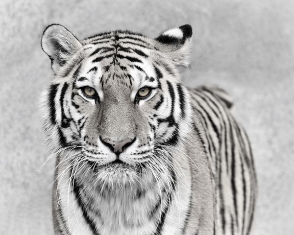 ببر آمور Panthera tigris altaica