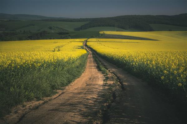 راه روستایی وسط مزرعه گل های زرد