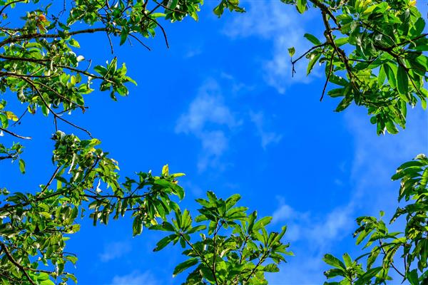 برگ های درخت بلند و نمای آسمان آبی و ابر ها در عکس آسمان مجازی